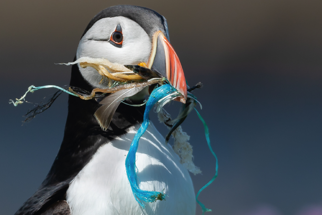 Macareux moine tenant dans son bec des déches plastiques